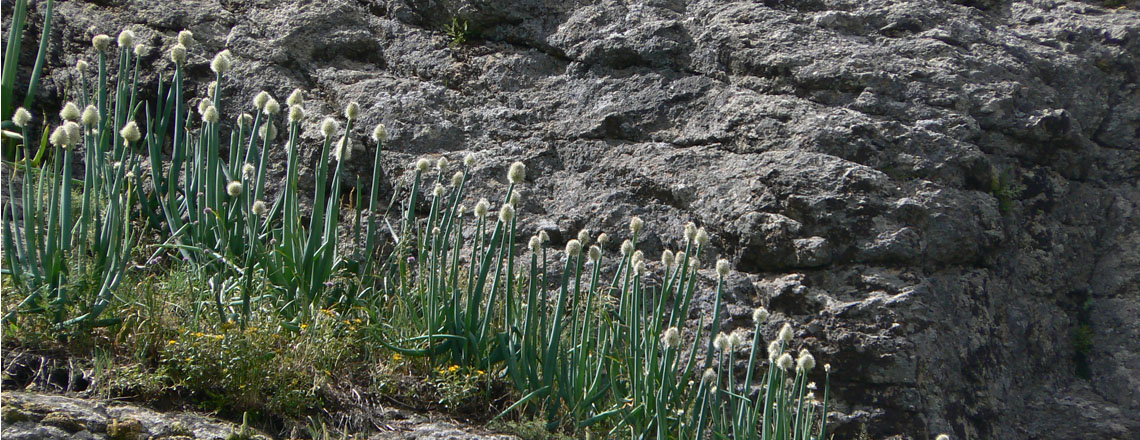 Алтайн сонгино